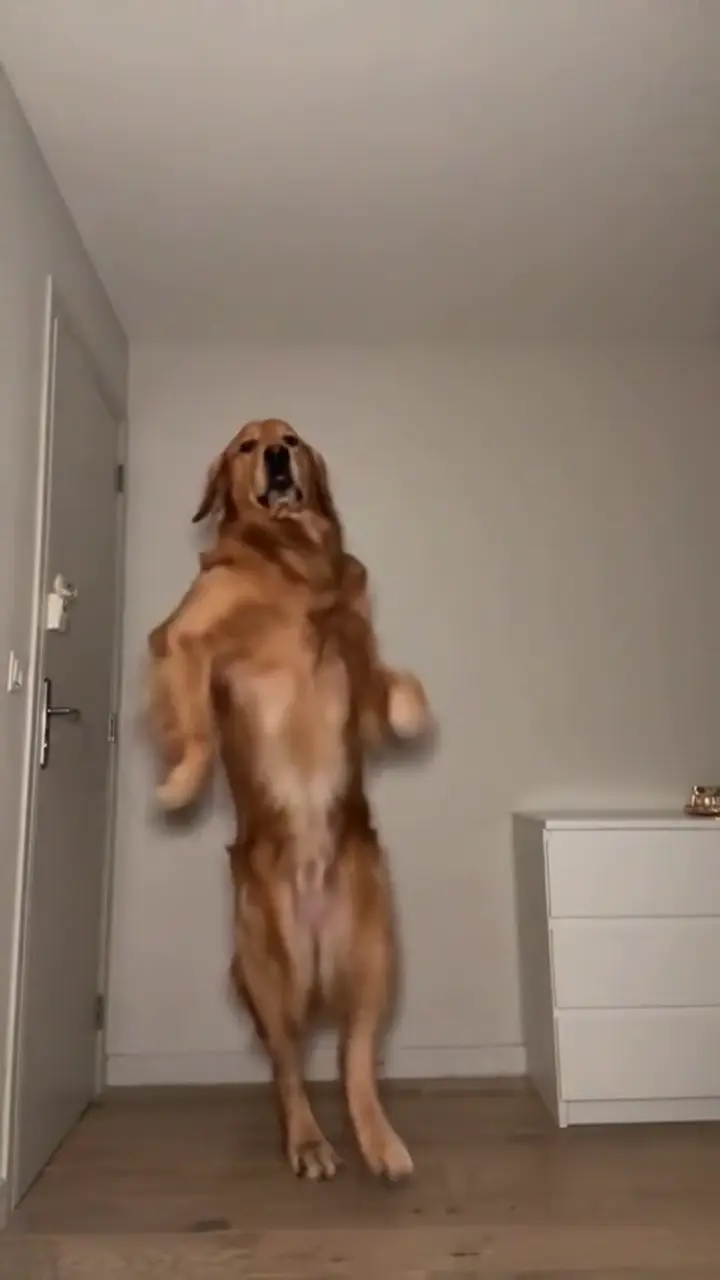 Motion reference · Toc Toc Dog
