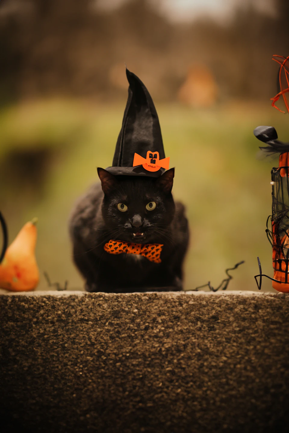 Black cat in a Halloween witch costume